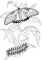 BTF021A.JPG