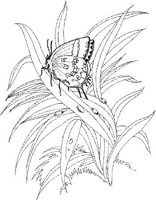 BTF016A.JPG