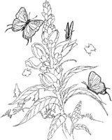 BTF015A.JPG