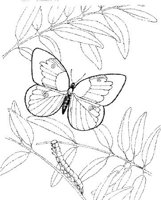 BTF008A.JPG