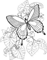 BTF004A.JPG
