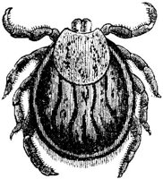 AMB259D.JPG