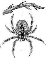 AMB259A.JPG