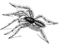 AMB258G.JPG