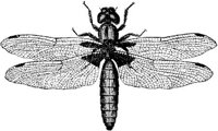 AMB257F.JPG
