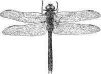 AMB257B.JPG