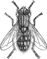 AMB256H.JPG