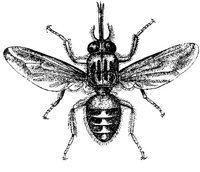 AMB256G.JPG