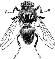 AMB256F.JPG