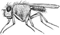 AMB256C.JPG