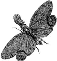 AMB255F.JPG