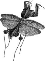 AMB255A.JPG