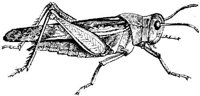 AMB254G.JPG