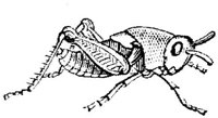 AMB254F.JPG