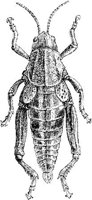 AMB254B.JPG