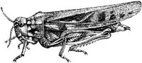 AMB252D.JPG