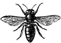 AMB251J.JPG