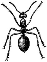 AMB251A.JPG
