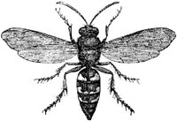 AMB250G.JPG