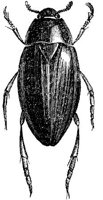 AMB247G.JPG