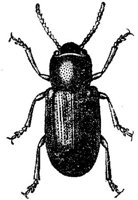 AMB247F.JPG