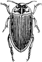 AMB246L.JPG