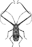 AMB246F.JPG
