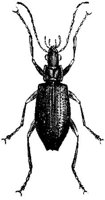 AMB246E.JPG