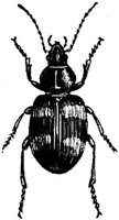 AMB246A.JPG
