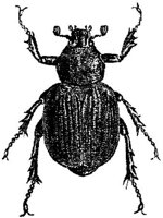 AMB245G.JPG