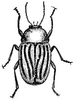 AMB243F.JPG