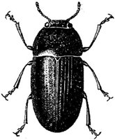 AMB243E.JPG