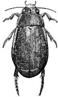 AMB243D.JPG