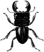 AMB242D.JPG