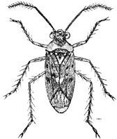 AMB241D.JPG