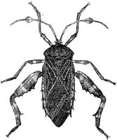 AMB241C.JPG