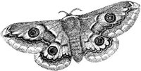 AMB240F.JPG