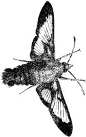 AMB240B.JPG