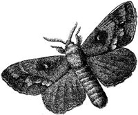 AMB239D.JPG