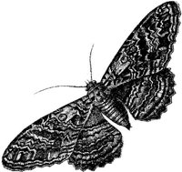 AMB239A.JPG