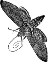 AMB238C.JPG