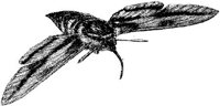 AMB238B.JPG
