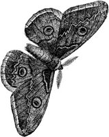 AMB238A.JPG