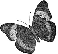 AMB237I.JPG