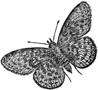 AMB237G.JPG