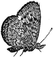 AMB237F.JPG