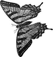 AMB237C.JPG