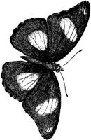AMB237A.JPG