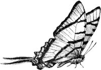 AMB236G.JPG
