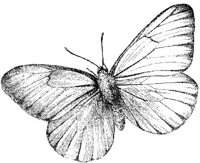 AMB235J.JPG
